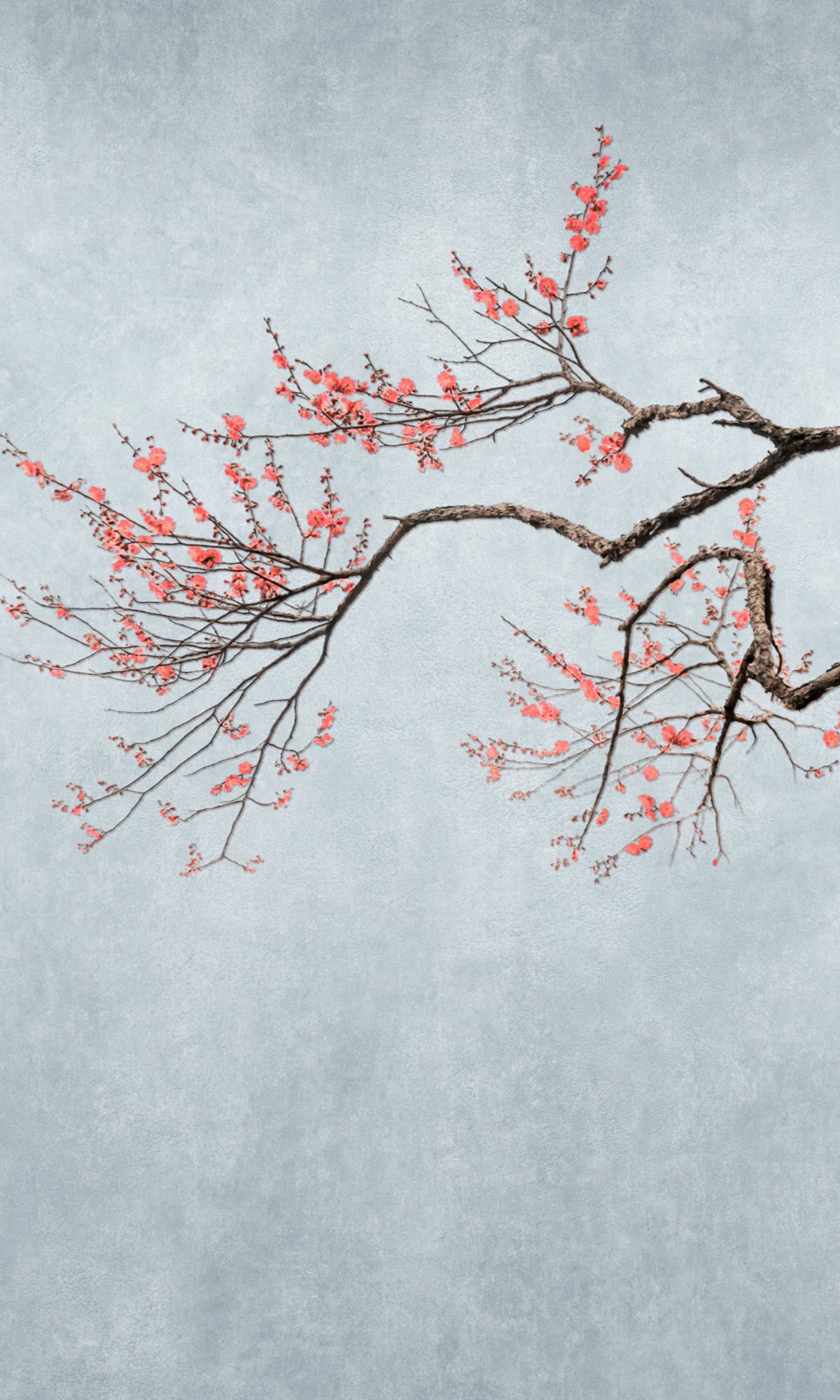 Exquisite Grey Hand - Painted Cherry Blossom Floral Wallpaper RM2092