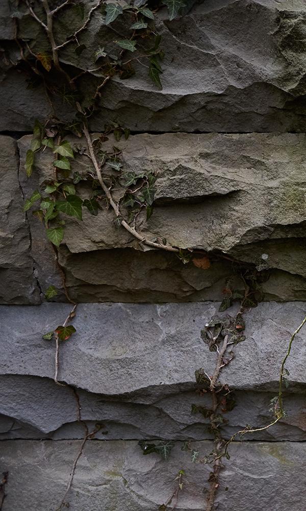 Sample of Hidden Stone Wall Mural Wallpaper M9573 with Ivy Vines