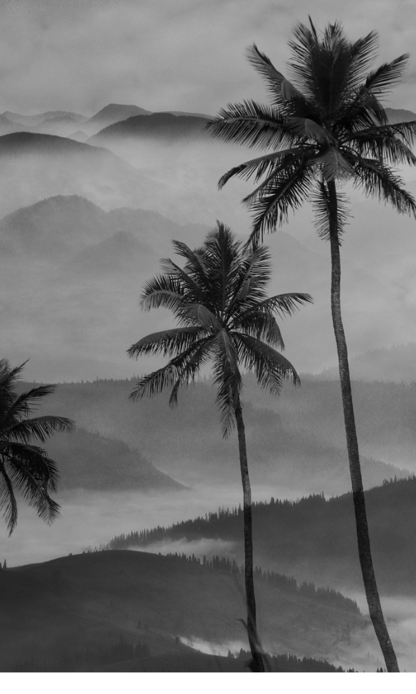 Elegant Black and White Mountain Coconut Trees Wallpaper Mural M9979