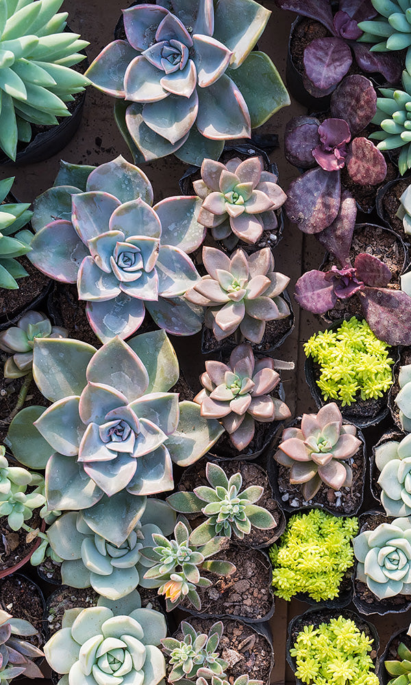 Exquisite Succulent Paradise Wall Mural Wallpaper M9584 for Home Decoration
