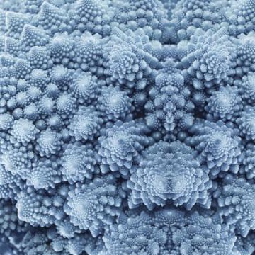 Blue Underwater Corals Digital Wallpaper Mural M8960 - Sample for Living Room Feature Wall