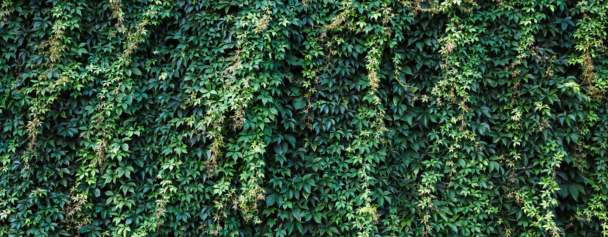 Gorgeous and Healthy Ivy Wall Decor M9578