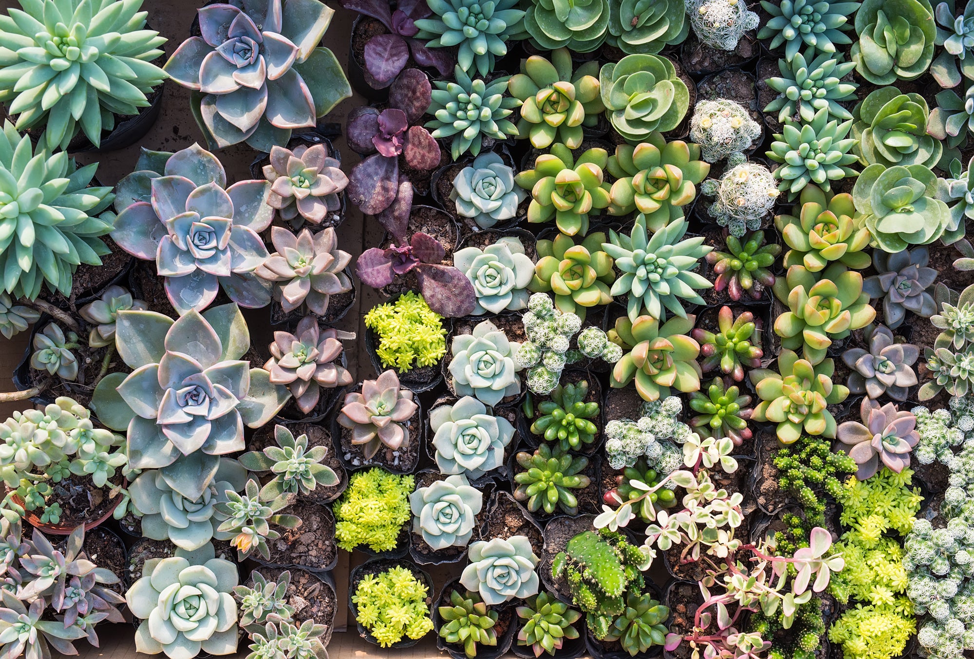 Exquisite Succulent Paradise Wall Mural Wallpaper M9584 for Home Decoration