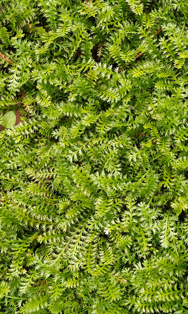 Nature-Inspired Green Fern Bush Wall Mural Wallpaper Design M9577