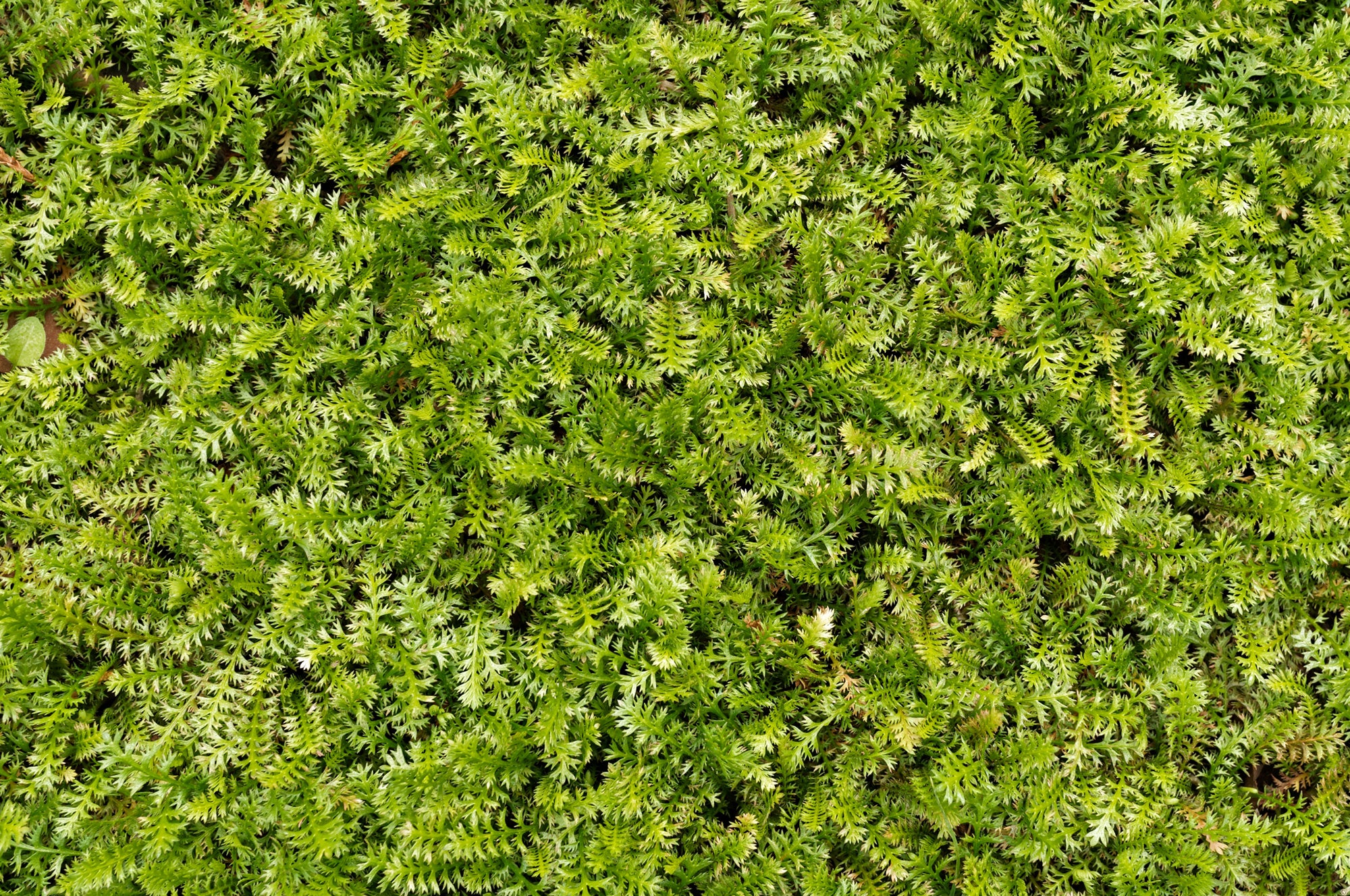Nature-Inspired Green Fern Bush Wall Mural Wallpaper Design M9577