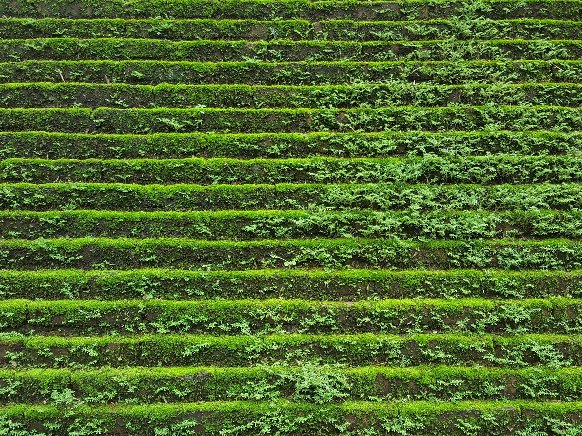 Nature-Inspired Green Ancient Steps Mural Wallpaper M9574