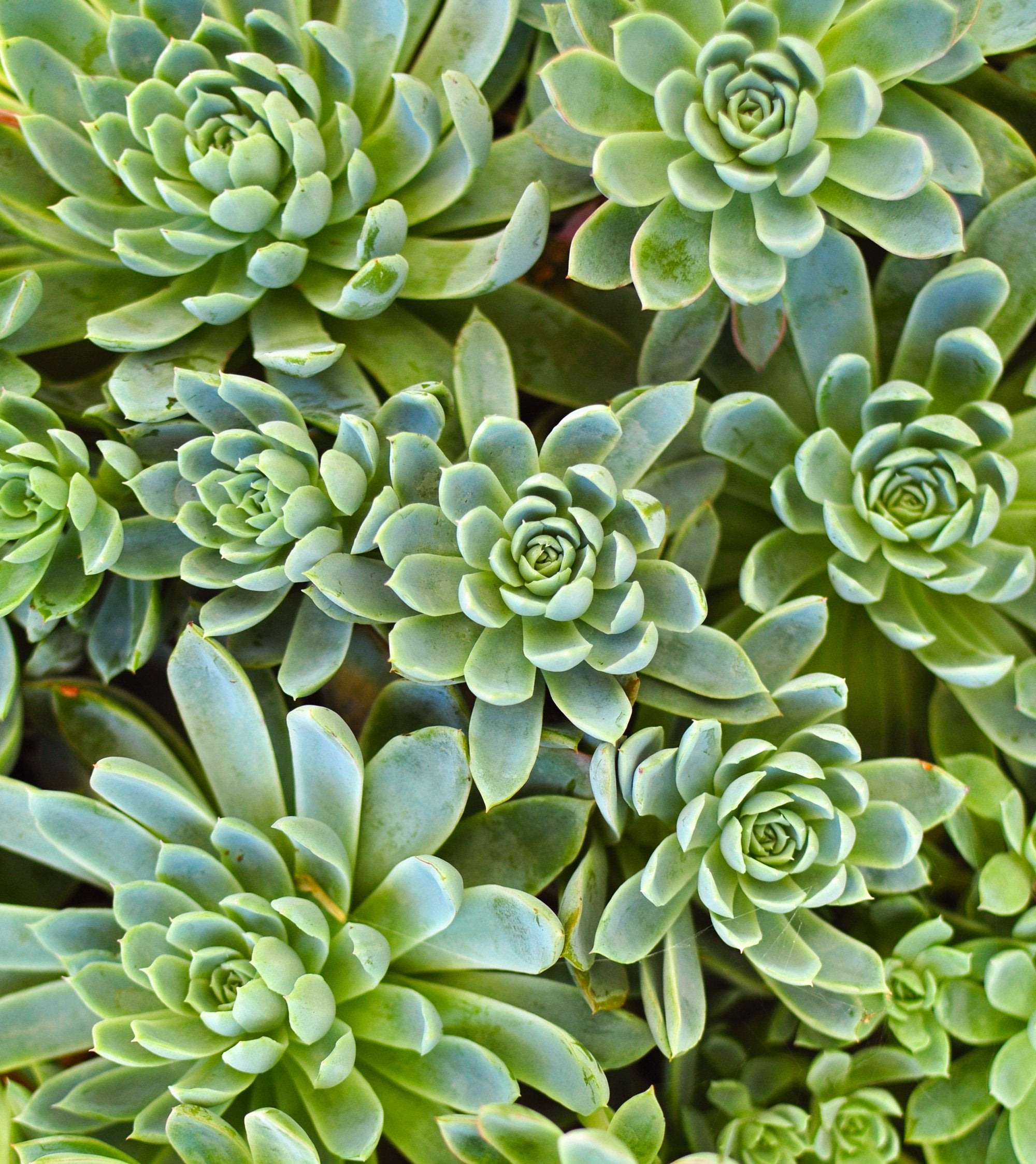 Sample of Geometric Floral Mural Wallpaper with Blossoming Succulents Design - M9571