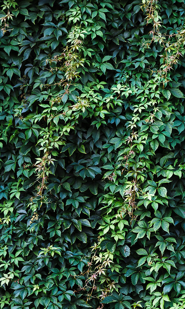Gorgeous and Healthy Ivy Wall Decor M9578