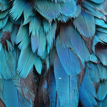 Azure Blue Feather Wall Mural Wallpaper M9313 - Sample