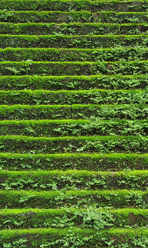Nature-Inspired Green Ancient Steps Mural Wallpaper M9574
