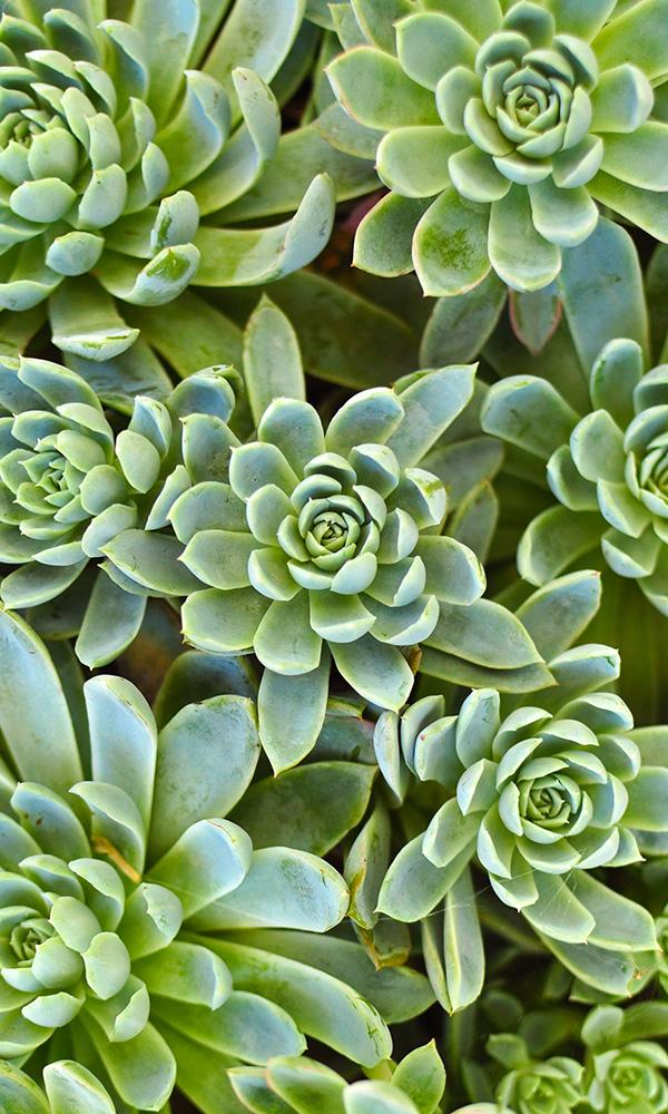 Sample of Geometric Floral Mural Wallpaper with Blossoming Succulents Design - M9571