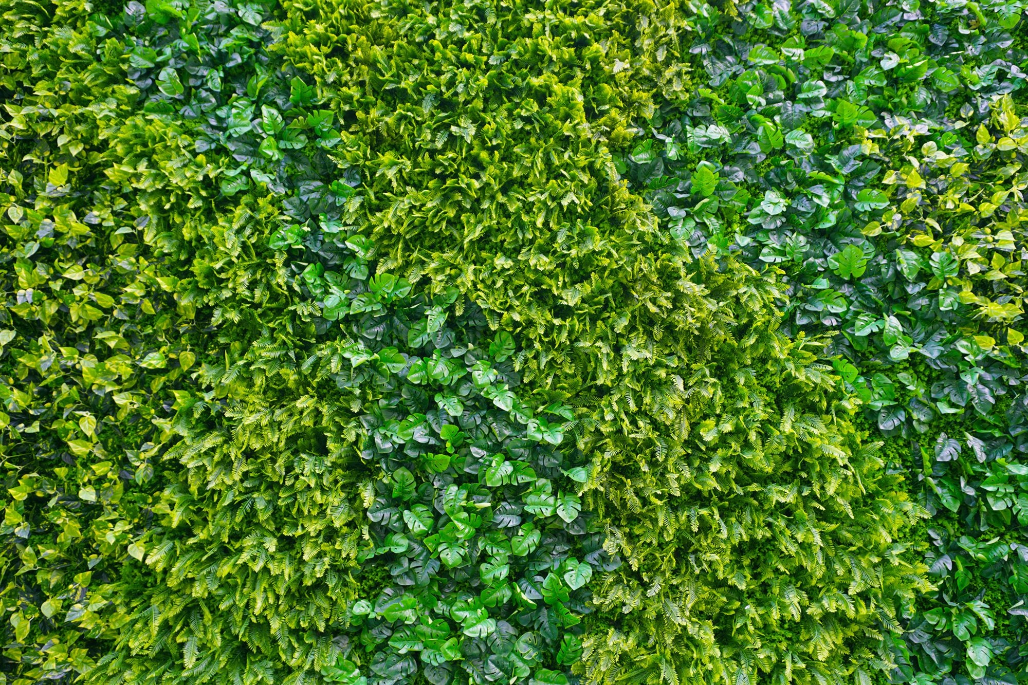 Wild Foliage Wall Mural Wallpaper M9579 - Decorative Sample