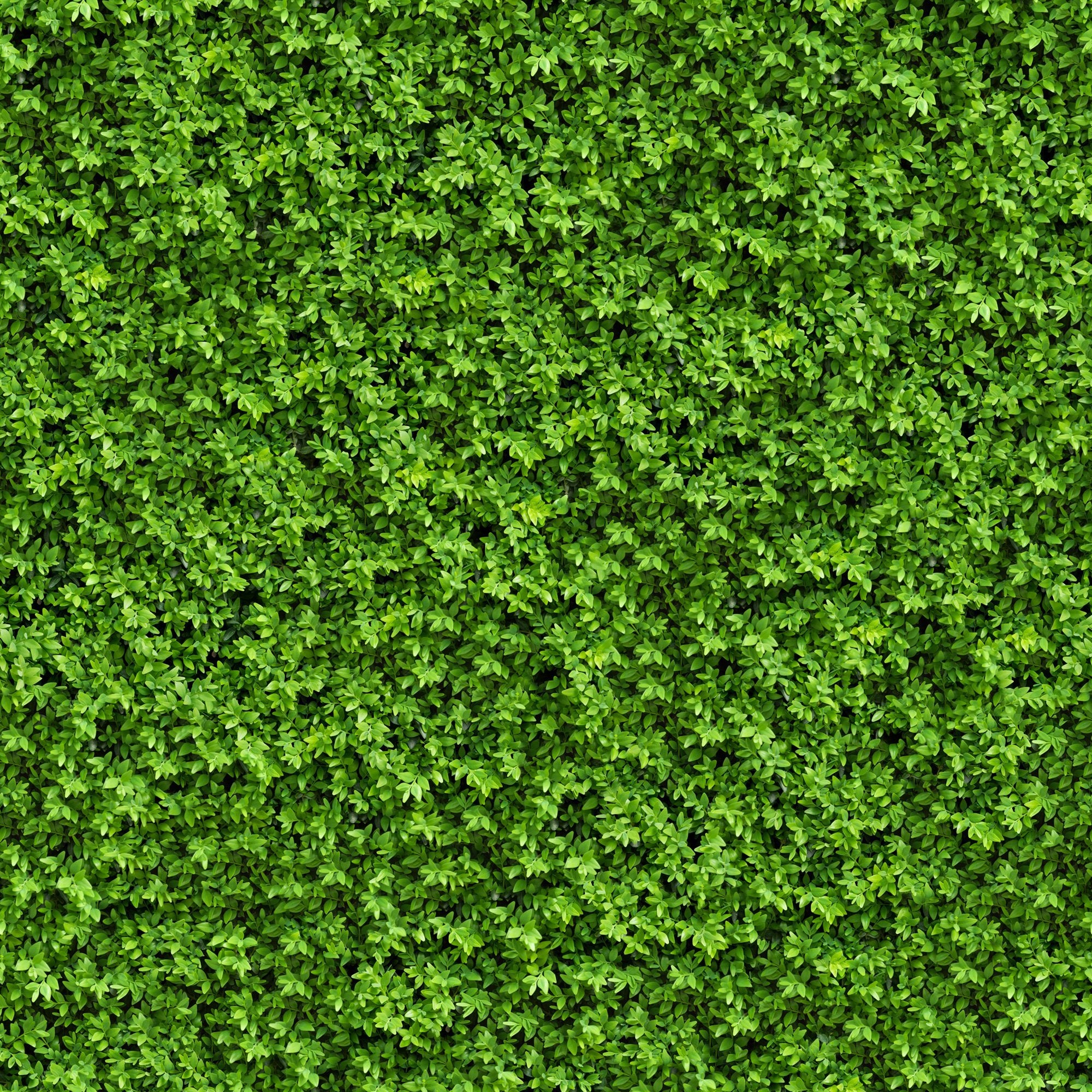 Sample of Lush Green Thick Vegetation Mural Wallpaper M9587