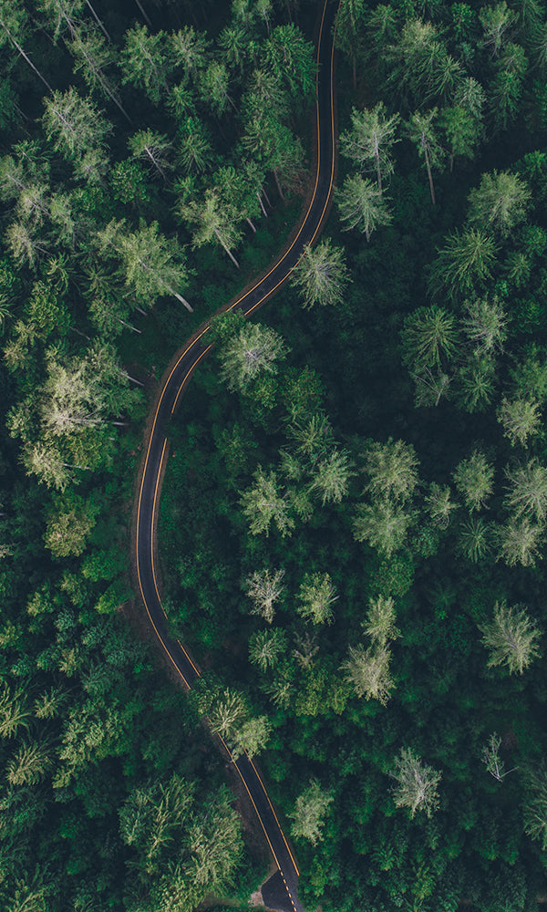Aerial Drone View Hidden Pine Road Mural Wallpaper M9406