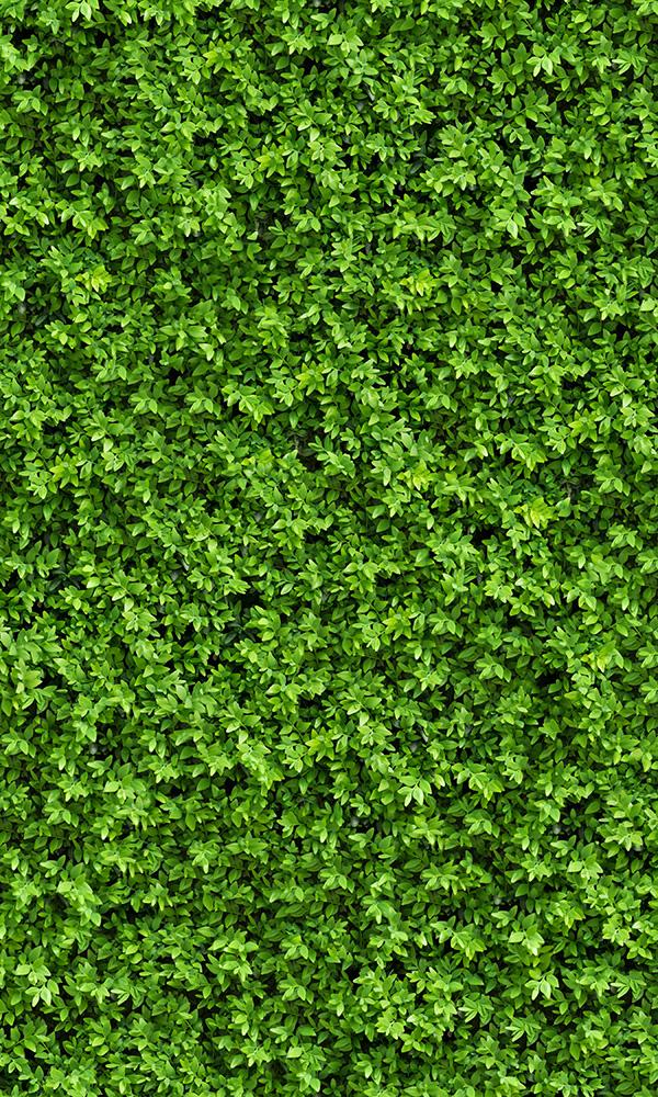Sample of Lush Green Thick Vegetation Mural Wallpaper M9587