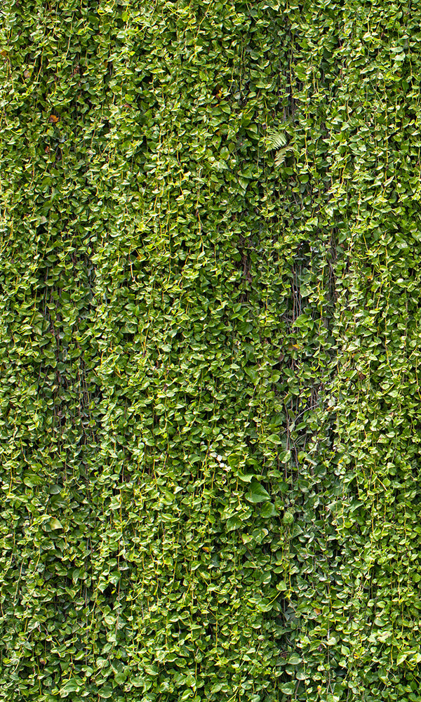 Exquisite Thick Vine Leaves Mural Wallpaper - Style M9586