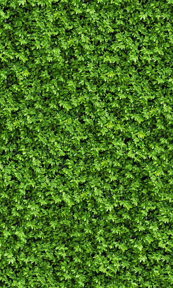Thick and Dense Vegetation Design Mural Wallpaper - Model M9587