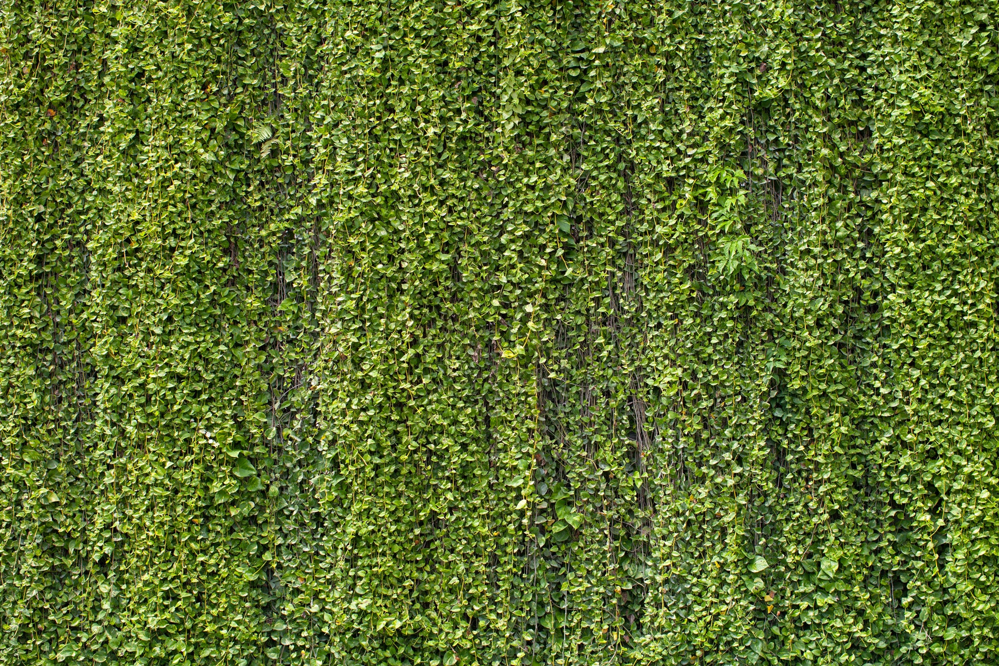 Exquisite Thick Vine Leaves Mural Wallpaper - Style M9586