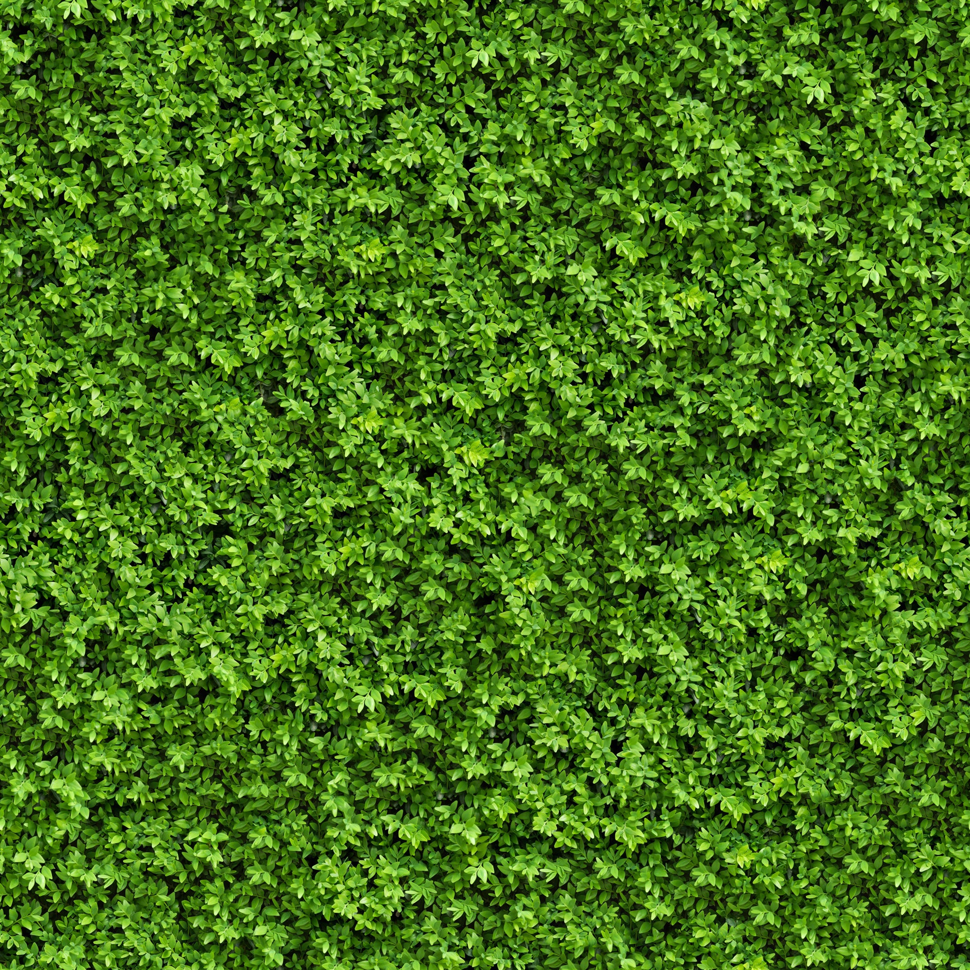 Thick and Dense Vegetation Design Mural Wallpaper - Model M9587